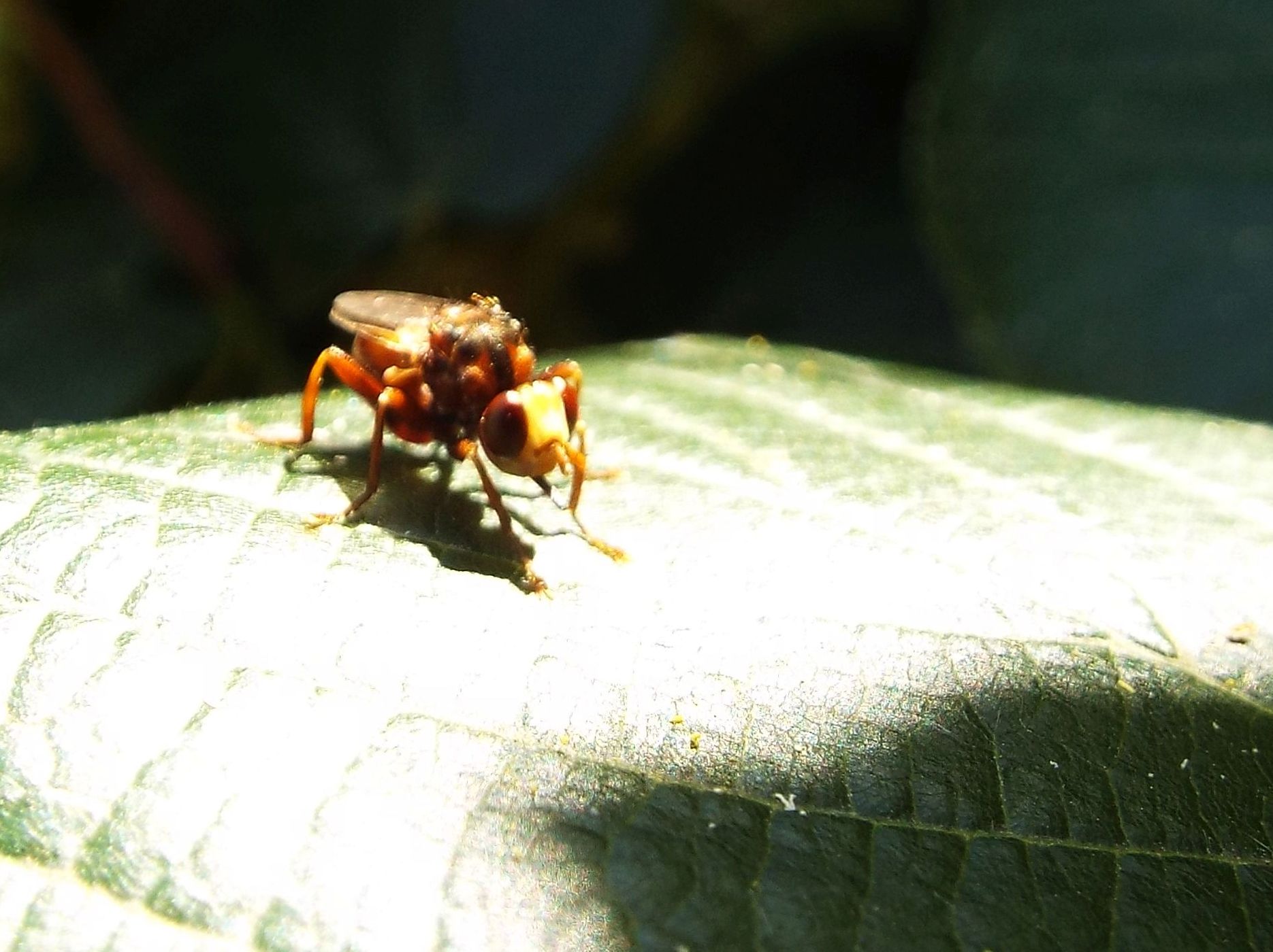 Che occhioni !   Sicus sp. (Conopidae)